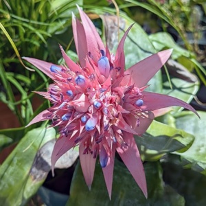 Bromeliad/Urn Plant/Silver Vase