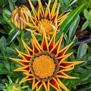 Gazania Flower