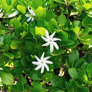 Gardenia Flowers