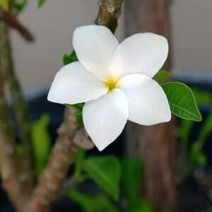 Plumeria pudica flower