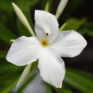 Plumeria pudica flower