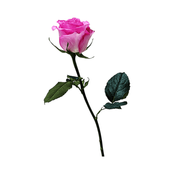 Pink rose on a transparent (no) background