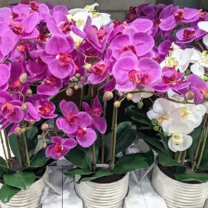 Orchid Plants