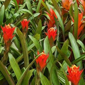 Guzmania Plants