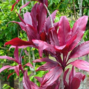 Hawaiian Ti Plant