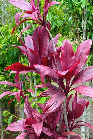 Hawaiian Ti Plant