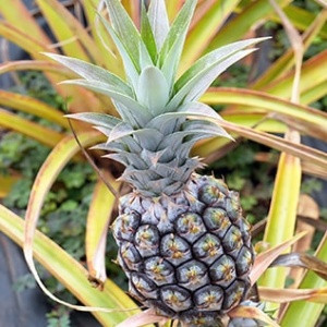 Hawaiian Pineapple plant