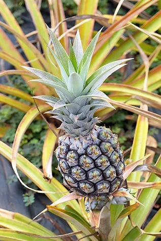 Hawaiian Pineapple plant