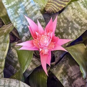 Aechmea Fasciata (urn plant or silver vase plant)