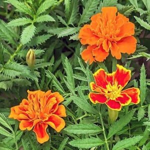 Marigold flowers