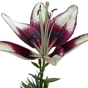 Lily flower on a white background