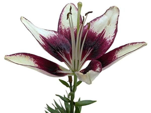 Lily flower on a white background