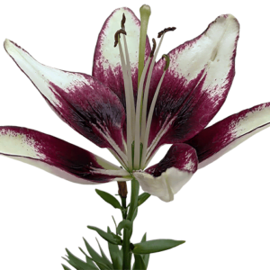 Lily flower on a transparent (no) background