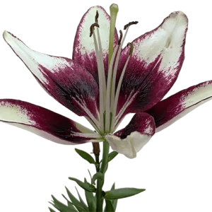 Lily flower on a transparent (no) background