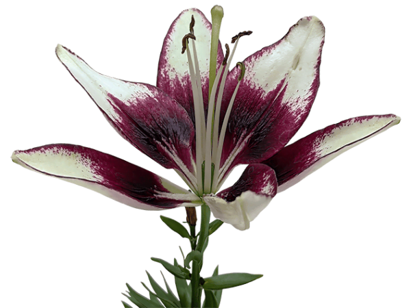 Lily flower on a transparent (no) background