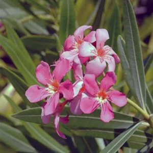 Oleander flowers