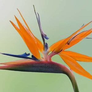 Bird of Paradise Flower