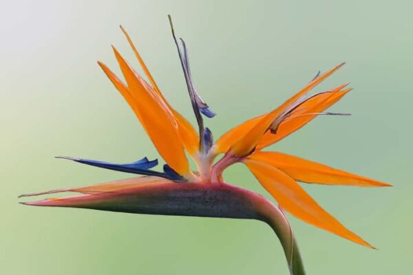 Bird of Paradise Flower