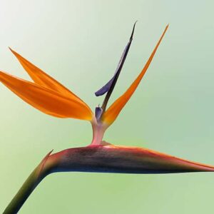 Bird of Paradise Flower