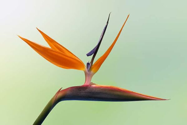 Bird of Paradise Flower