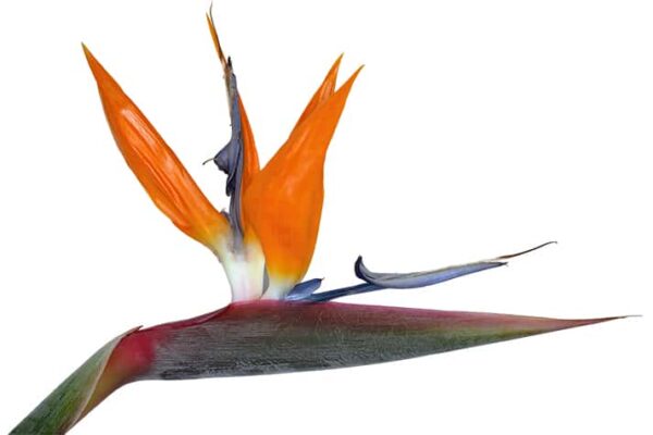 Bird of Paradise flower on a white background