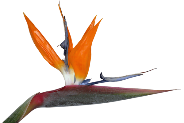 Bird of Paradise flower on a transparent (no) background