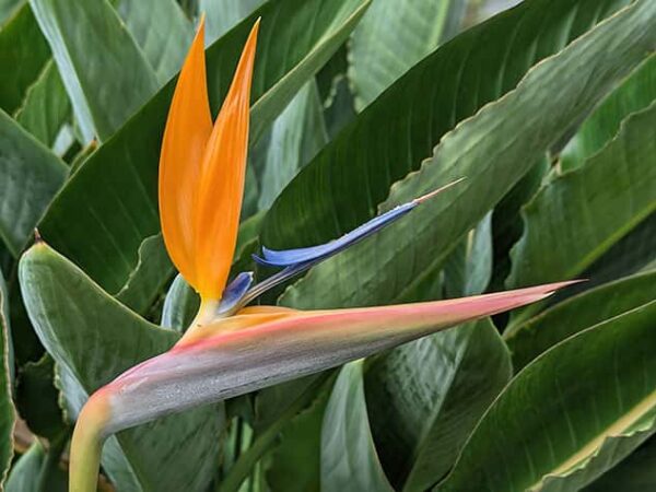 Bird of Paradise Flower