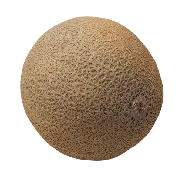 Cantaloupe melon fruit on a white background