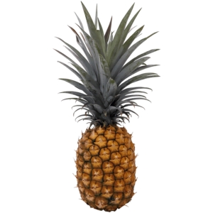 Pineapple on a transparent (no) background