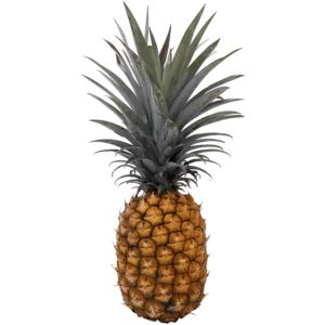 Pineapple on a transparent (no) background