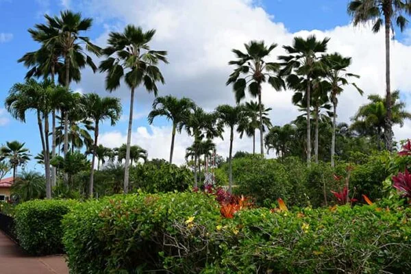 Hawaii 36