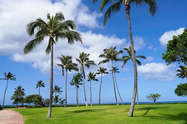 Scenic view in Honolulu Hawaii