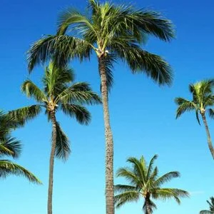 Hawaii 61