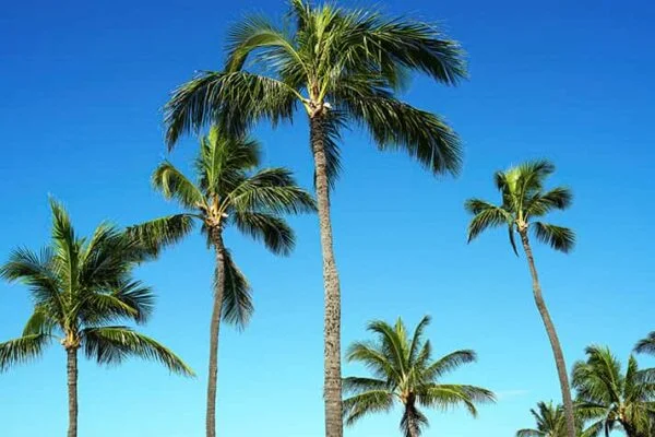 Hawaii 61