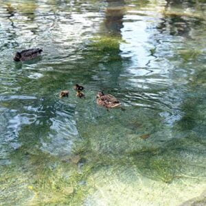 Ducks