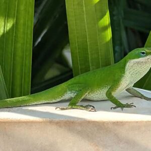 Green anole lizard