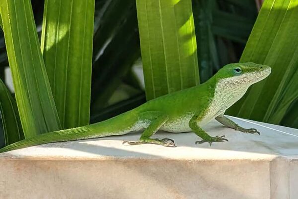 Green anole lizard