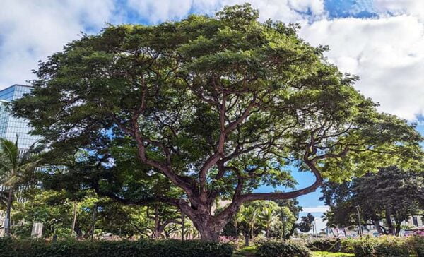 Trees in Honolulu Hawaii