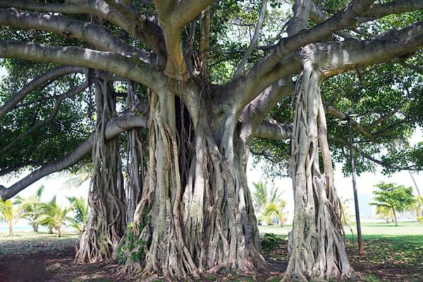 Banyan Tree on Waikiki Beach, Honolulu Hawaii