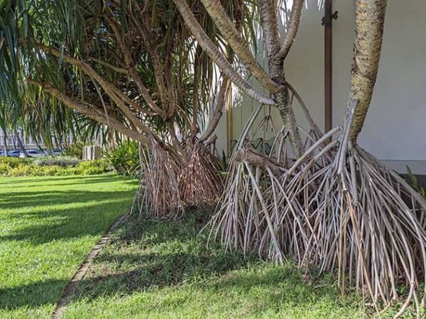 Hawaiian Hala trees (Pandanus Tectorius)