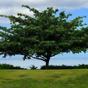 Terminalia Catappa false Kamani tree