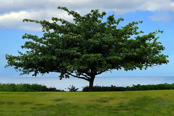 Terminalia Catappa false Kamani tree