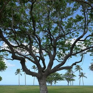 Tree 19