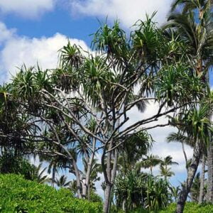 Pandanus tectorius (hala) tree