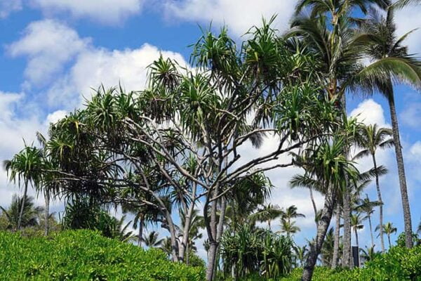 Pandanus tectorius (hala) tree