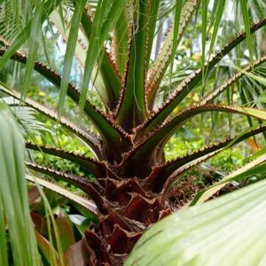 Tree 23