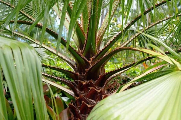 Tree 23