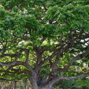 Tree 25
