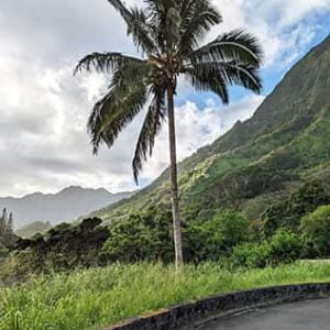 Coconut tree in Honolulu Hawaii