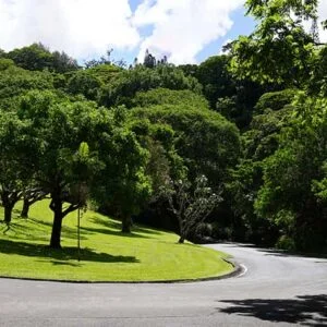 Trees in Honolulu Hawaii